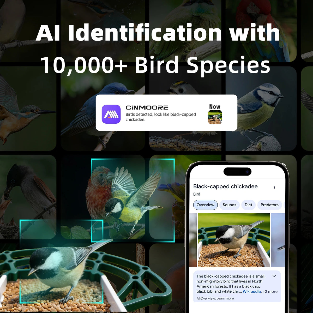 CINMOORE Solar Bird Feeder Camera With AI Species Recognition